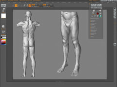 Digital Sculpting: The Human Anatomy - Zack Petroc